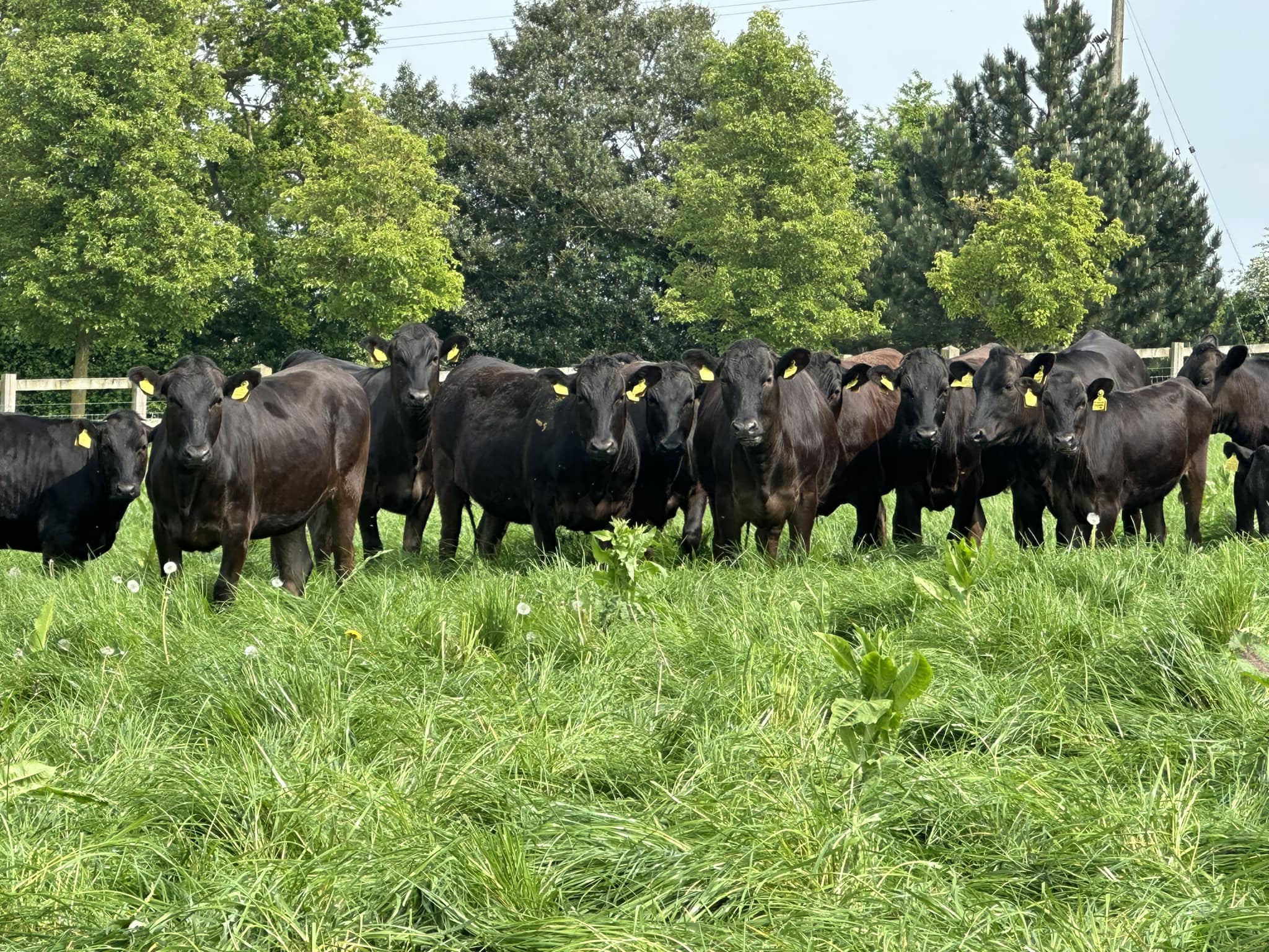 Pasture for livestock