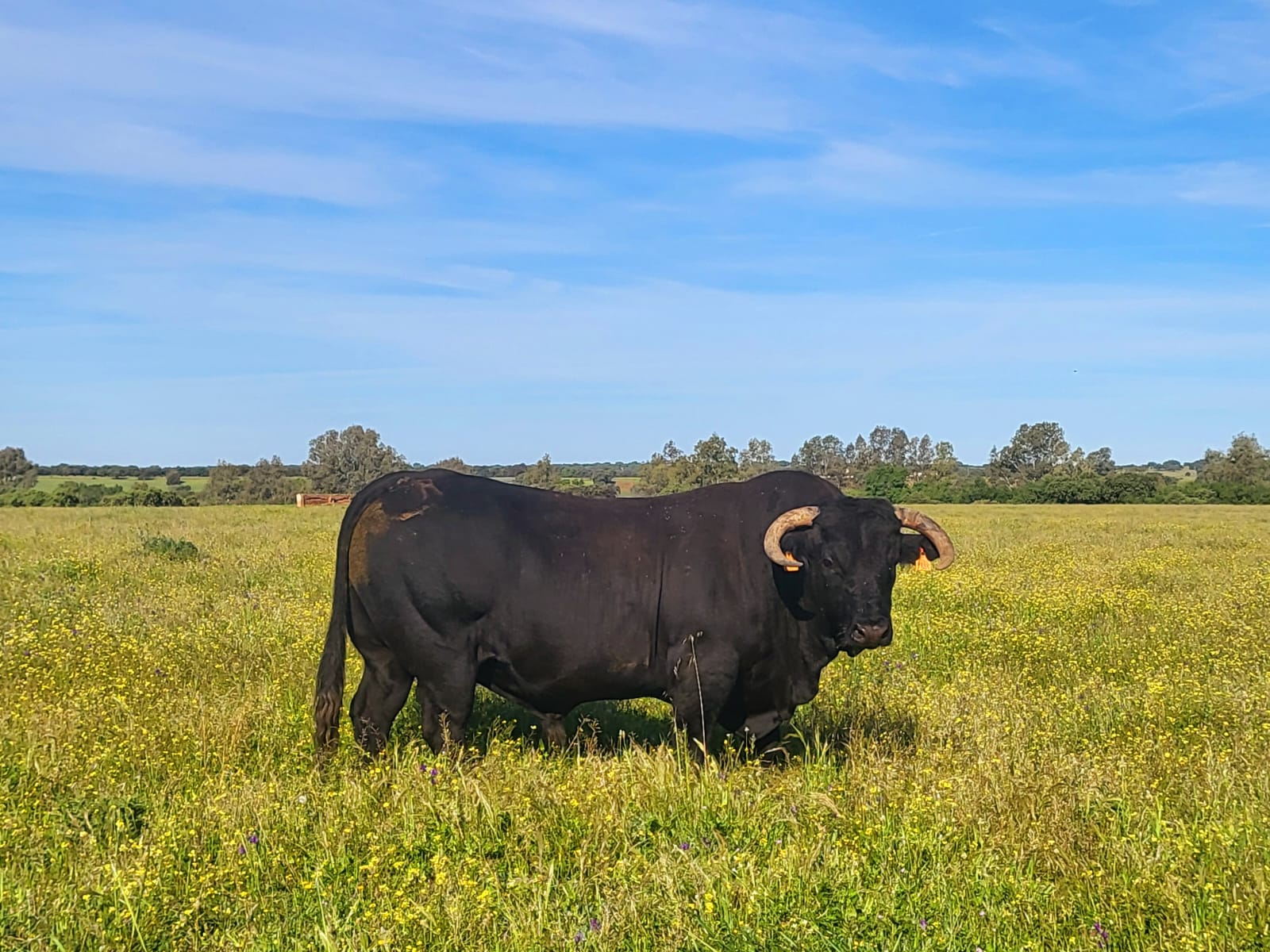 Pasture for livestock